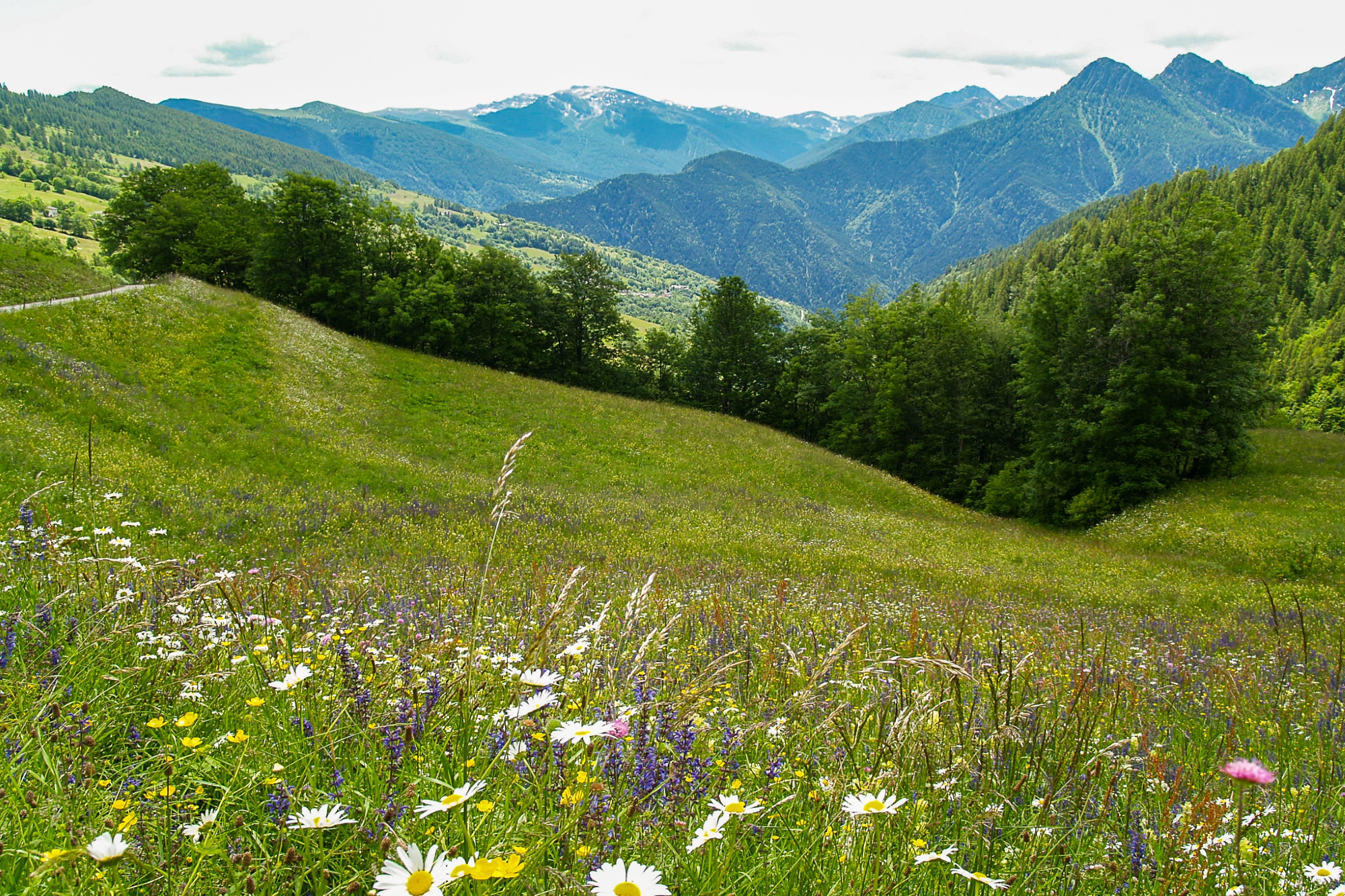 Misun d’la Cesano Misun d’la Cesano