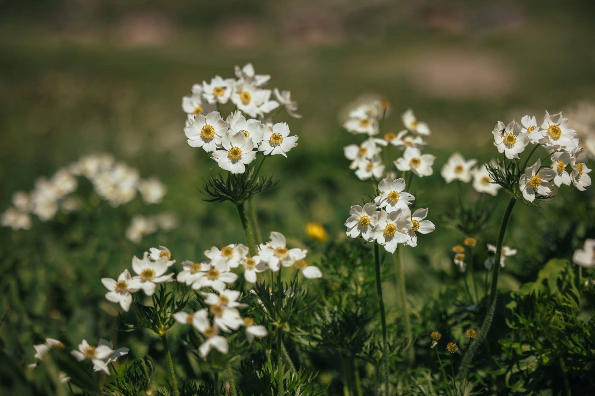 Fonte dei pini / i castagni Fonte dei pini / i castagni