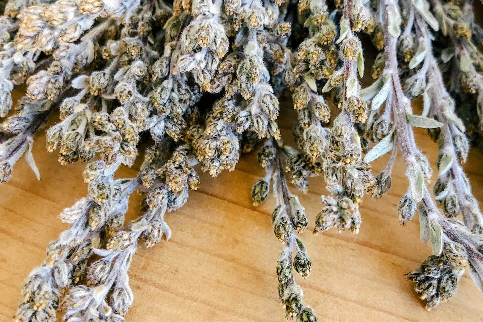 The historical Genepy returns to new life