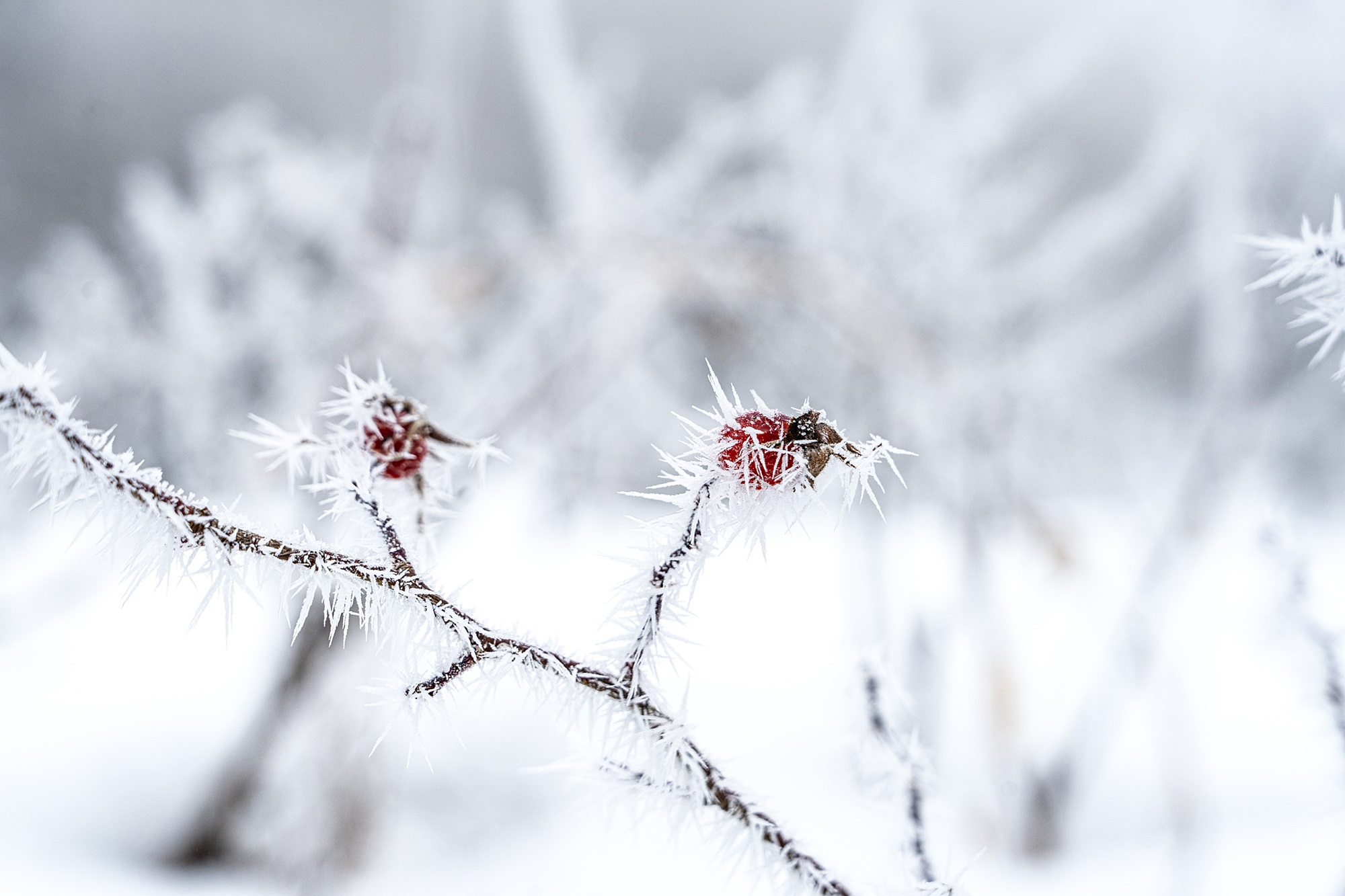 Acceglio – Chialvetta snow route (violet) Acceglio – Chialvetta snow route (violet)