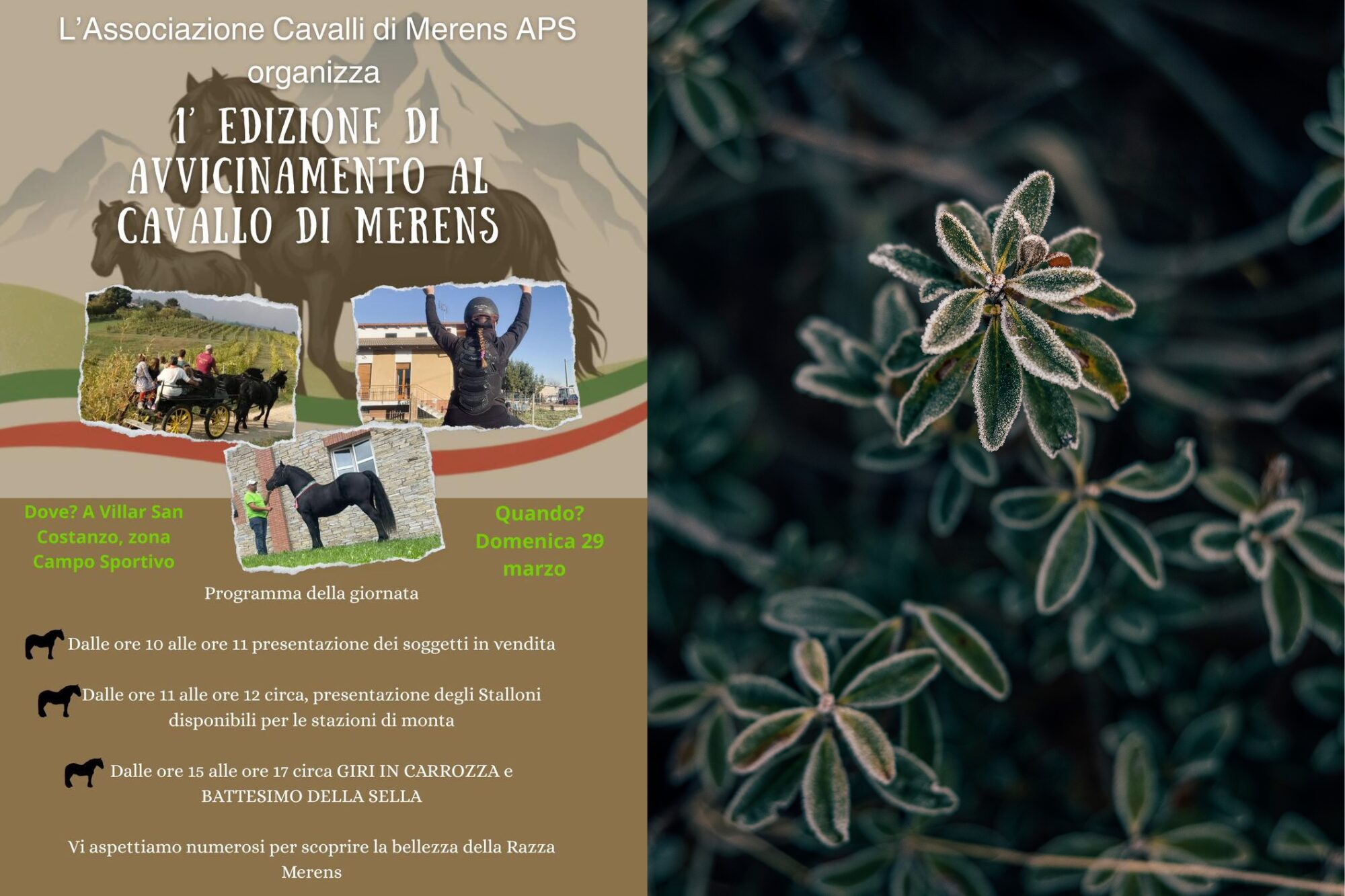 1. Ausgabe – Einführung in das Mérens-Pferd