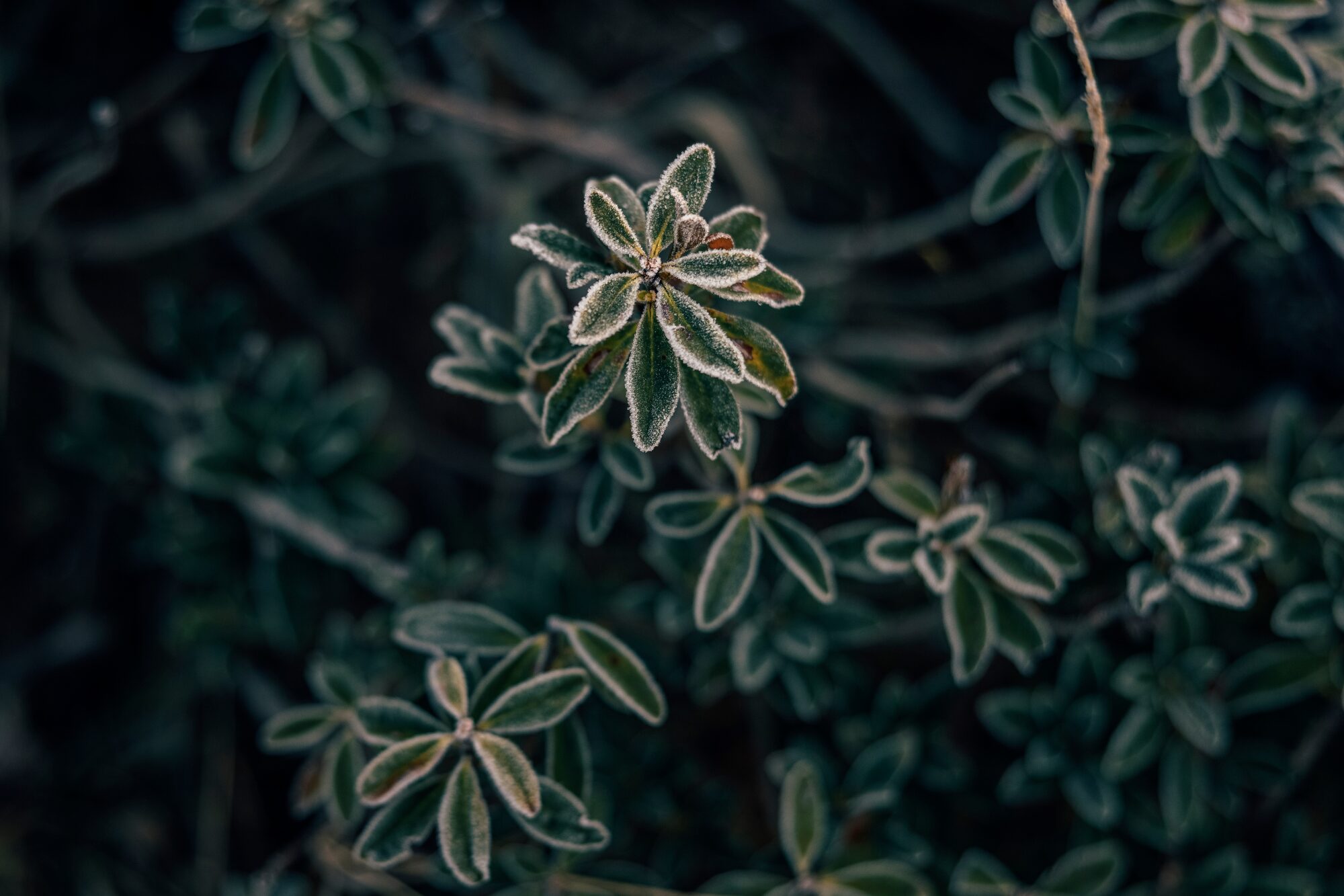 Stage Allevamento Merens De la Rocha