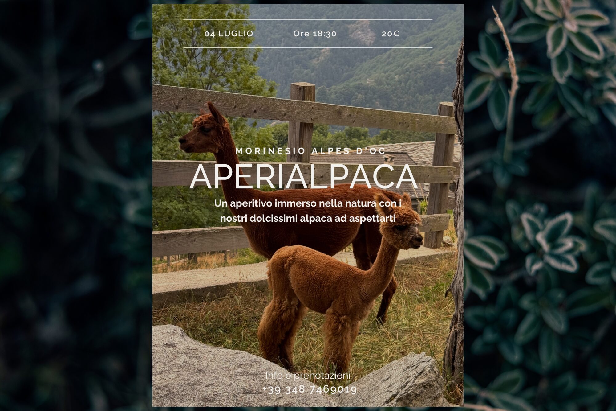 APERIALPACA – Alpes D&rsquo;Oc Morinesio