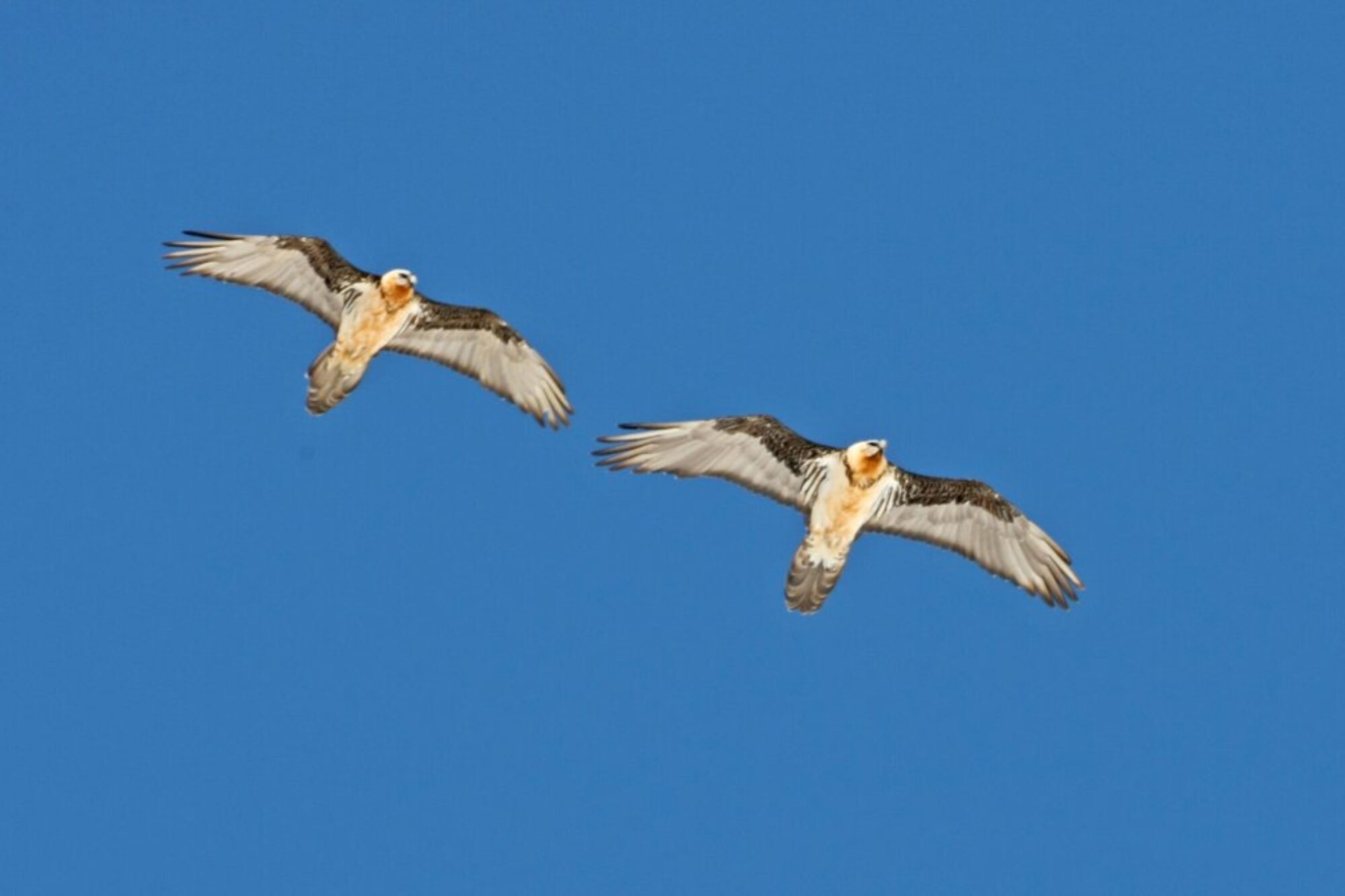 In Volo con il Gipeto