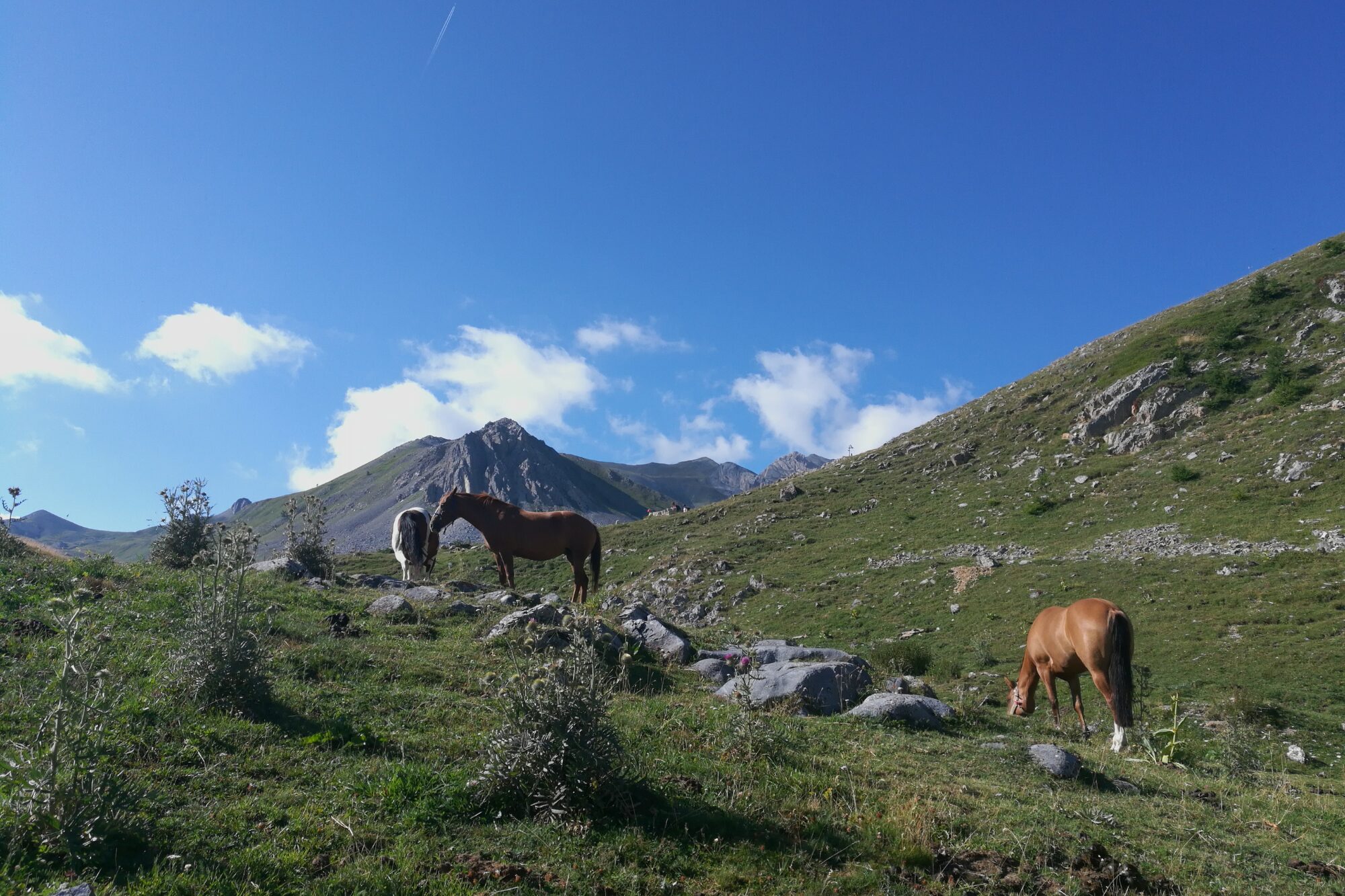 Malghe, malgare e formaggi di malga all’Alpe Valanghe