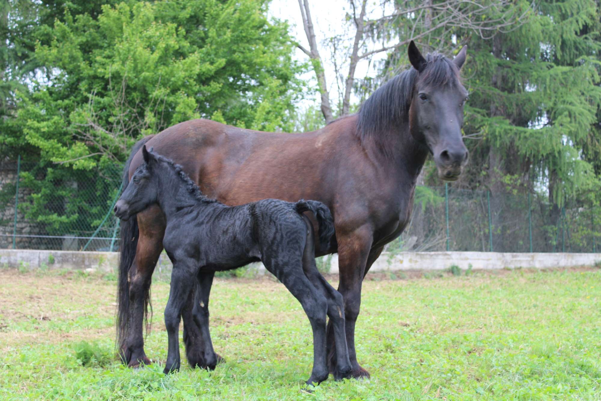 42nd Merèns Horse Show