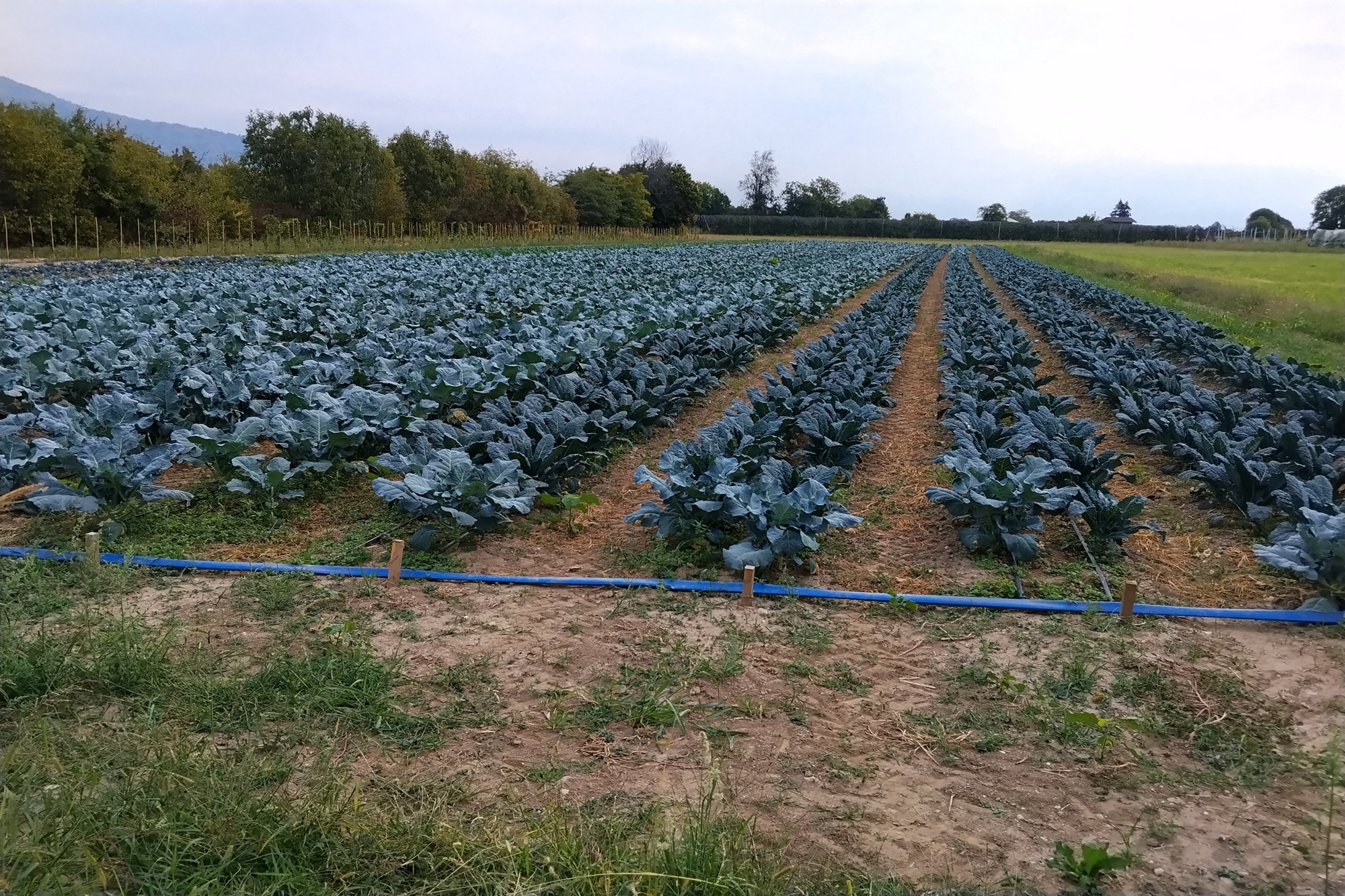 Rovera Diego Farm