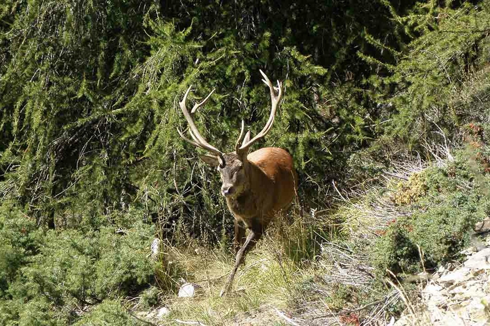 Il Bramito dei Cervi